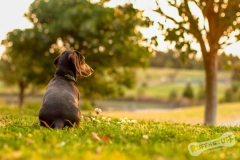 Toro the Dachshund