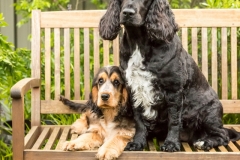 Two Cocker Spaniel Dogs