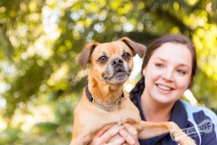 Pug cross dog held by owner