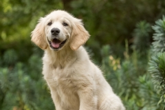 Golden Retriever Puppy