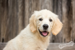 Golden Retriever Puppy