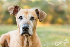 Senior Rescue Dog