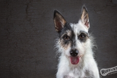 Scruffy Jack Russell cross Rescue Dog