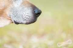 Senior Rescue Dog Muzzle