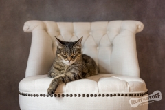 Tabby Rescue Cat