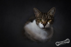 Tabby Rescue Cat