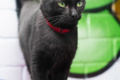 Black Rescue Cat