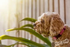 Cavoodle Dog
