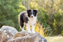 Border Collie Puppy