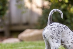 Terrier Rescue Dog
