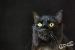 Black Rescue Cat