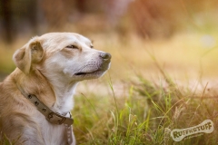 Terrier cross Rescue Dog