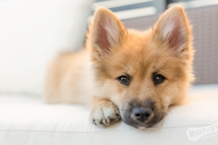 Pomskie Puppy