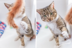 Tabby Rescue Cat
