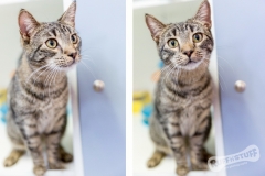 Tabby Rescue Cat