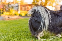 Tibetan Spaniel Dog Tail