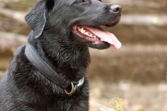 Black Labrador Dog