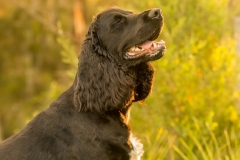 Black Cocker Spaniel Dog
