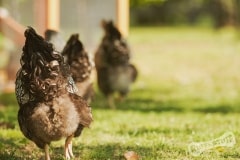 Fluffy Chook Bums