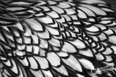 Feathers
