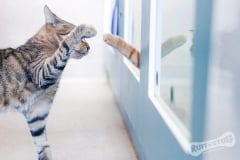 Cat Play