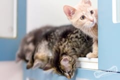 Rescue Kittens