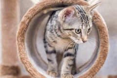 Rescue Kitten