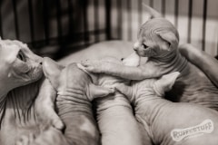 Sphynx Mother and kittens