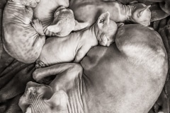 Sphynx Mother and kittens