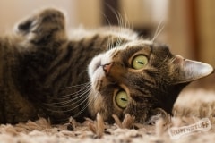 Pudness the healing cat