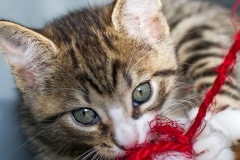 Rescue Kitten