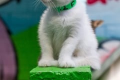 Rescue Kitten