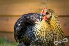 Bantam Chicken