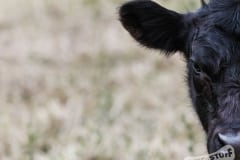 Half Cow face
