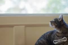 Pensive Pud
