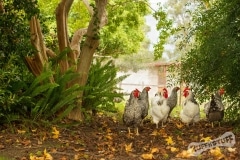 Chooks in the yard