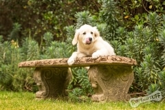 Golden Retriever Puppy