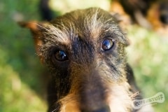 Wire-hair Dachshund
