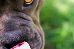 Big Dog tongue