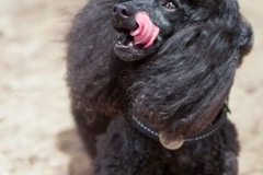 Mini Poodle