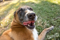 Rescue Dog Roxy