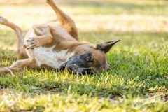Rescue Dog Roxy