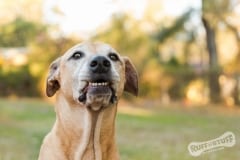 Rescue Dog Winston