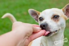 Jack Russell Rescue Dog