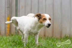 Jack Russell Rescue Dog