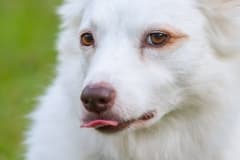 Bella Rescue Dog