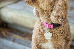 Cavoodle