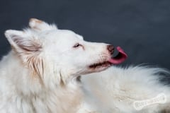 Bella
