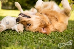 Golden Retriever Winston