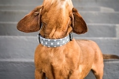 Dachshund